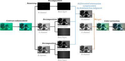 Single underwater image enhancement based on differential attenuation compensation